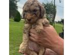 Mutt Puppy for sale in Fort Mitchell, AL, USA