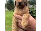 Mutt Puppy for sale in Fort Mitchell, AL, USA