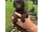 Mutt Puppy for sale in Fort Mitchell, AL, USA