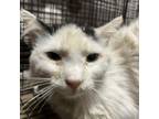 Adopt HSOY-Stray-hs1478 a Domestic Short Hair