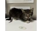 Adopt Cheetah a Domestic Medium Hair