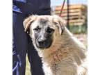 Adopt Meadow a Great Pyrenees