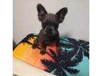 French Bulldog Puppy for sale in Arcadia, CA, USA
