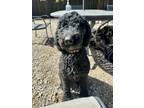 Adopt Darla a Standard Poodle