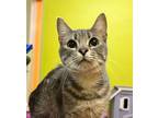 Adopt Ms.Frizzle a Domestic Short Hair