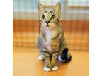 Adopt Mama a Domestic Short Hair