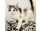 Adopt Callie a Domestic Short Hair