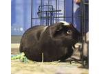 Adopt Cilantro a Guinea Pig