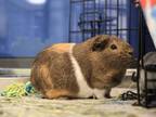 Adopt Zuri a Guinea Pig