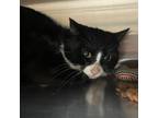 Adopt Pearlie a Domestic Short Hair