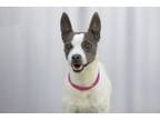 Adopt Sparkle a Rat Terrier