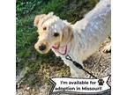 Adopt Angelina-Missouri a Golden Retriever, Standard Poodle