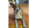 Adopt MAYA a Australian Shepherd