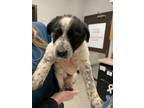 Adopt Fly a Border Collie, Mixed Breed
