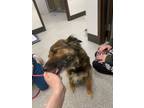 Adopt Lily a Border Collie, Australian Shepherd