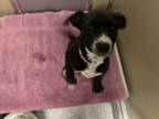 Adopt Esmeralda a Pit Bull Terrier, Mixed Breed
