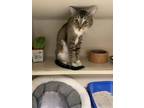 Adopt Fae a Abyssinian, Domestic Short Hair