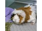 Adopt Lucie a Guinea Pig