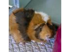 Adopt Dottie a Guinea Pig