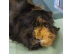 Adopt Gracie a Guinea Pig