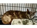 Adopt 2024-20 - Evee a Domestic Short Hair