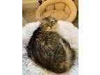 Adopt 129-Hollie a Domestic Long Hair