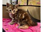 Adopt 2024-35 Paprika in foster a Domestic Medium Hair