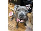Adopt Eliza a Pit Bull Terrier, Mixed Breed