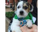 Adopt Balsam a Jack Russell Terrier, Beagle