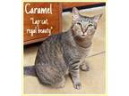 Adopt Caramel (FCID# 04/10/2024 - 69 Millsboro PS) a Tabby