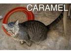 Adopt Caramel (FCID# 04/10/2024 - 69 Trainer) a Tabby