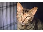 Adopt Pepper, Jenkintown PetSmart (FCID 04/02/2024-121) a Tabby