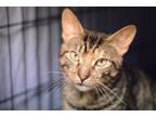 Adopt Pepper, Willow Grove PA (FCID 04/02/2024-121) a Tabby