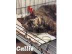 Adopt Callie, Willow Grove PA (FCID 04/02/2024-120) a Tortoiseshell