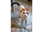 Adopt Michelle (FCID# 03/28/2024 - 85 Trainer) a Calico