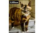Adopt Lillian (FCID# 04/24/2024 - 70 Brandywine PS) a Calico, Tabby