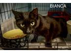 Adopt Bianca (FCID# 04/11/2024 - 45 Trainer) a Domestic Short Hair