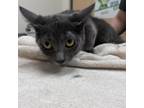 Adopt Cashmere a Domestic Short Hair