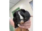 Adopt Peanut a Guinea Pig