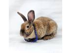 Adopt Hazel a Mini Rex, Bunny Rabbit