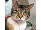 Adopt Scarlett a Domestic Short Hair