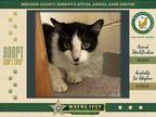 Adopt Sunday a Domestic Short Hair