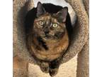 Adopt Little Girl a Domestic Short Hair