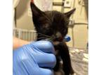 Adopt Onyx a Domestic Short Hair