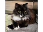 Adopt Molly 25564 a Domestic Long Hair