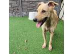 Adopt Lacy 9828 a Mixed Breed