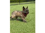 Adopt Alice a Cairn Terrier