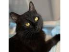 Adopt Jayden a Domestic Medium Hair