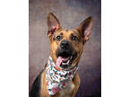 Adopt Baylee - AVAILABLE BY APPOINTMENT a German Shepherd Dog, Mixed Breed