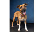 Adopt Kora a Pit Bull Terrier, Mixed Breed